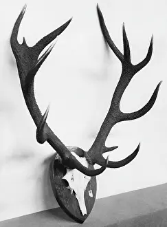 Antler: Trophy of a red deer, 1930