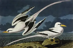 Havell: Tropic Bird, by John James Audubon