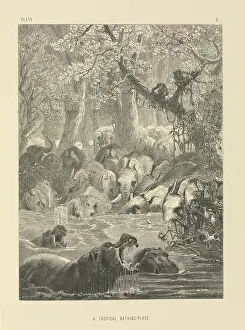 Chimp: A Tropical Bathing-Place