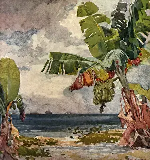Bunches: Tropical Beach with Palms, by Winslow Homer