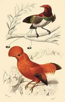 Regia: Two Tropical Birds