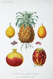 Regne: Tropical Fruits