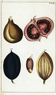 Gottlieb Tobias Wilhelm: Tropical fruits and nuts