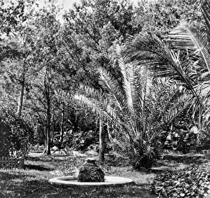 H.m.s: Tropical garden