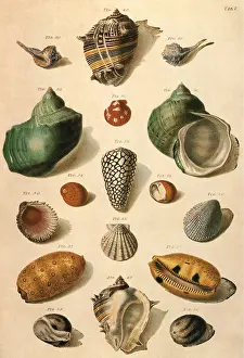 Seashell: Tropical Seashells