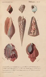 Conus: Tropical shells including Colombella, Buccinum