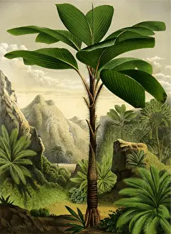 Midst: Tropical Tree