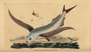 Volitans: Tropical two-wing flyingfish or common flying