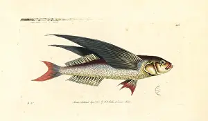 Two Wing: Tropical two-wing flyingfish, Exocoetus volitans
