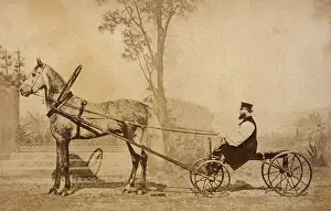 Russe: Trotteur Russe 1860