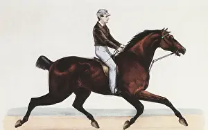 Trotting: Trotting Horse and Rider
