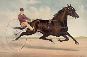 Trotter: Trotting stallion Phallas, driven by Ed. Bithers: by Dictato