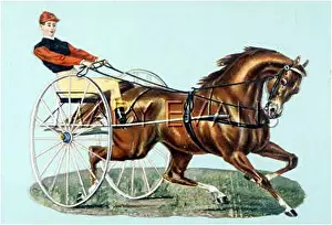 Sulky: TROTTING WITH SULKY