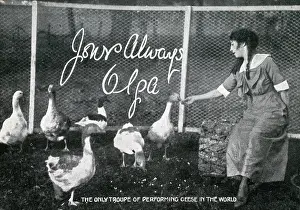 Gaggle: The only troupe of performing Geese in the World