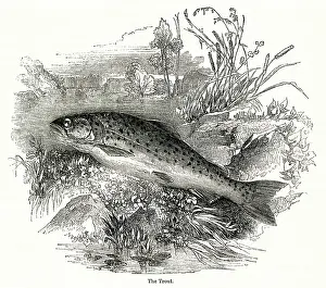 Speckled: Trout