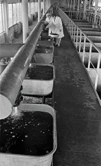 Experimental: Trout cultivation