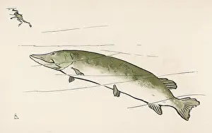Angling: Trout and frog