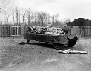Malnutrition: A truck load of bodies of dead prisoners of the