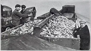 Herrings: Truck Load of Herring 1910