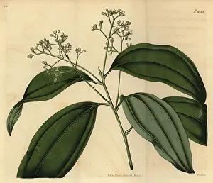 Weddell: True cinnamon tree or Ceylon cinnamon, Cinnamomum verum
