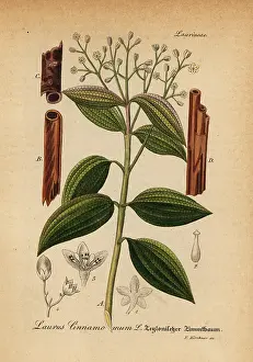 Cinnamon: True cinnamon tree or Ceylon cinnamon tree, Cinnamomum verum