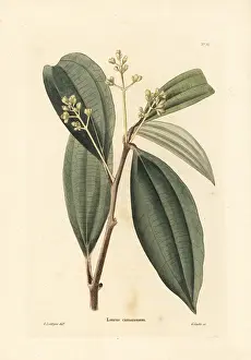 Cinnamon: True cinnamon tree, Cinnamomum verum