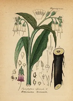 Gewachse: True comfrey, Symphytum officinale
