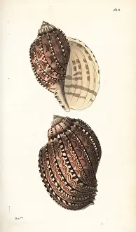 Buccinum: True harp shell, Harpa harpa