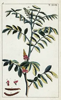 Indigo: True indigo, Indigofera tinctoria