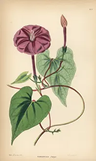 Purga: True jalap, Ipomoea dumosa