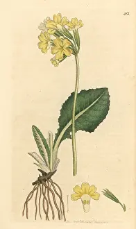 Elatior: True oxlip, Primula elatior