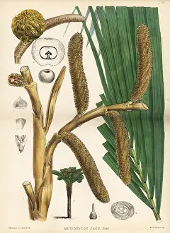 Sago: True sago palm, Metroxylon sagu