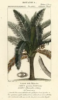 Sago: True sago palm, Metroxylon sagu