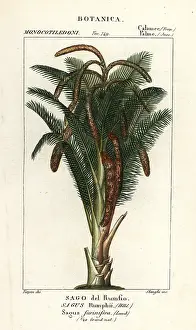 Sago: True sago palm, Metroxylon sagu