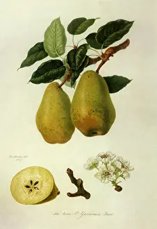Pyrus: True St. German Pears