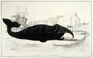 Icefloes: TRUE WHALE