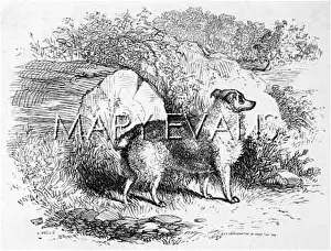 Locating: TRUFFLE HOUND