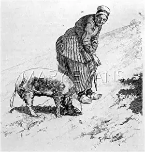 Truffles: TRUFFLE HUNT MARTEL 1893