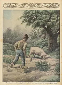 Truffles: TRUFFLE HUNT PIG 1929