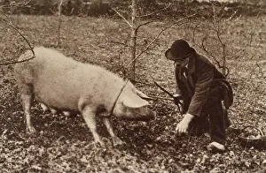 Truffles: TRUFFLE HUNT PIG C1900
