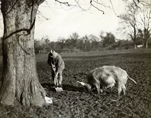 Truffles: TRUFFLE HUNTING PIG 1939