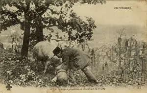 Truffles: Truffle hunting with a pig