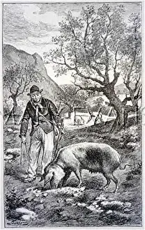 Truffles: TRUFFLE HUNTING PIGS