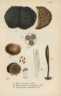 Mordecai: Truffle, Tuber aestivum 1, red truffle, Melanogaster