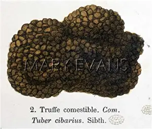 Truffles: TRUFFLE TUBER CIBARIUS