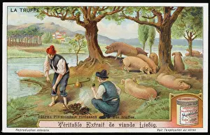 Truffles: TRUFFLES LIEBIG 2