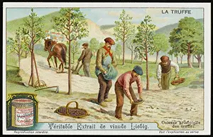 Truffles: TRUFFLES LIEBIG 4