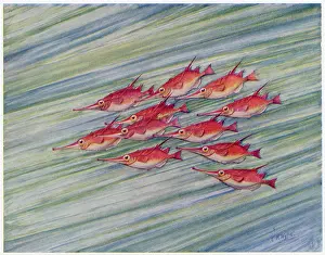 Shoal: TRUMPET FISH 1915