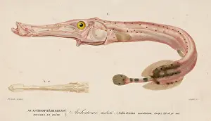 Maculatum: TRUMPET FISH