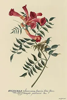 Dionysius: Trumpet Flower